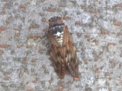 Graptopsaltria nigrofuscata