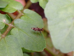 Sphyracephala brevicornis