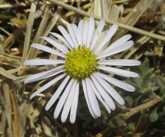Felicia clavipilosa