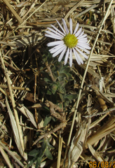 Felicia clavipilosa