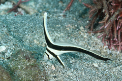 Eques lanceolatus