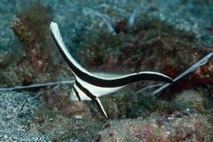 Eques lanceolatus