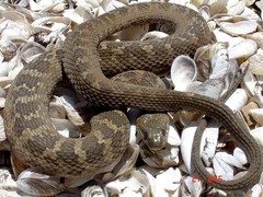 Nerodia sipedon insularum