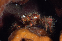 Amphithrax pilosus