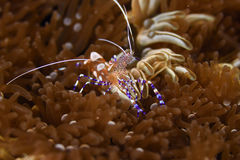 Periclimenes yucatanicus