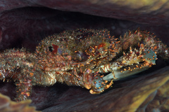 Amphithrax pilosus
