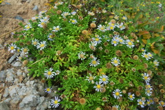 Aster asa-grayi