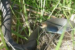 Coluber constrictor foxii