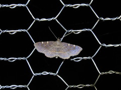 Antiblemma concinnula