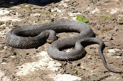 Nerodia sipedon insularum