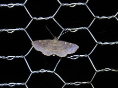 Antiblemma concinnula