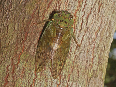Dyticopycna semiclara
