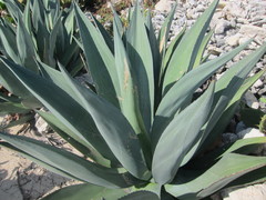 Agave braceana