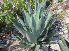 Agave braceana