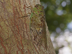Dyticopycna semiclara