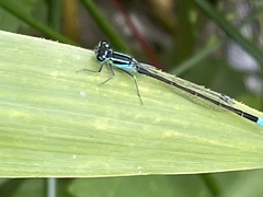 Ischnura elegans