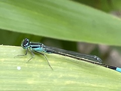 Ischnura elegans