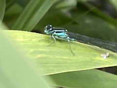 Ischnura elegans
