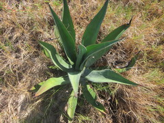 Agave bahamana