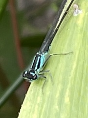 Ischnura elegans