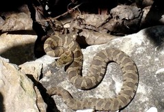 Nerodia sipedon insularum