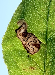 Stigmella slingerlandella