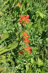 Castilleja suksdorfii