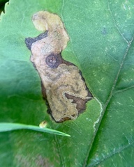 Stigmella slingerlandella