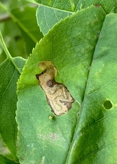 Stigmella slingerlandella
