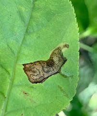 Stigmella slingerlandella