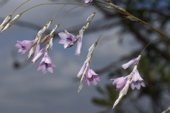 Dierama igneum