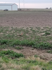 Phasianus colchicus torquatus