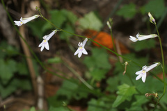 Lobelia pteropoda