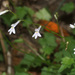 Lobelia pteropoda - Photo (c) Felix Riegel,  זכויות יוצרים חלקיות (CC BY-NC), הועלה על ידי Felix Riegel