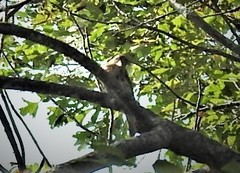 Hylocichla mustelina