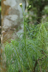 Senecio chrysocoma