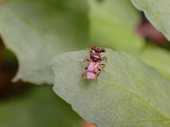 Sphyracephala brevicornis