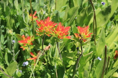 Castilleja suksdorfii
