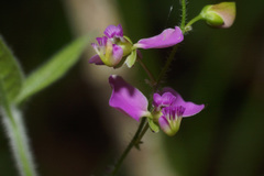 Polygala hispida