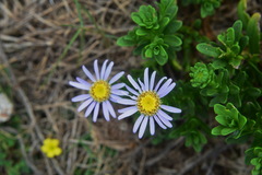 Aster asa-grayi