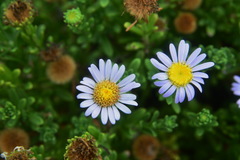 Aster asa-grayi