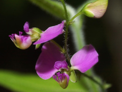 Polygala hispida