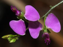 Polygala hispida