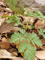 Dicentra