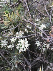 Grevillea pilulifera