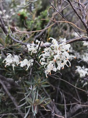 Grevillea pilulifera
