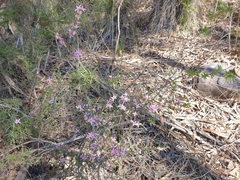 Boronia hapalophylla