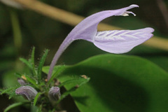 Isoglossa cooperi