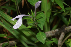 Isoglossa cooperi