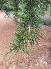 Cedrus deodara